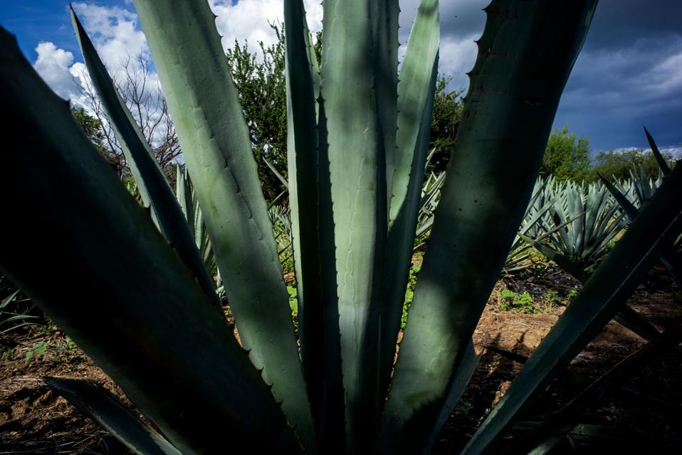 Oaxaca